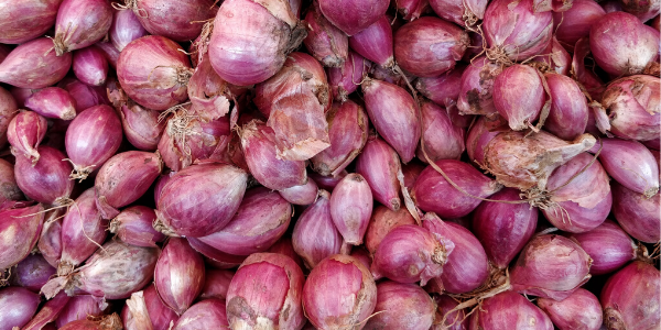 The difference between shallots, green onions, scallions and spring onions