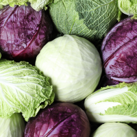 The different types of cabbages