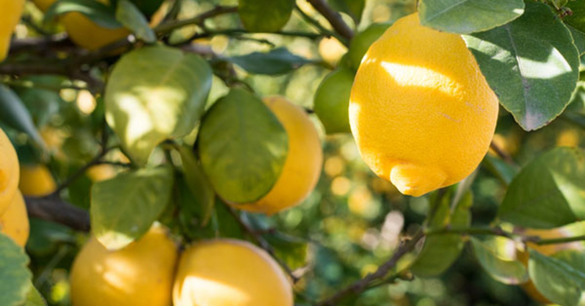 how-to-get-more-juice-out-of-lemons-limes-and-oranges-cook-free